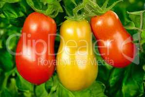 Drei Roma-Tomaten in einer Reihe am Strauch