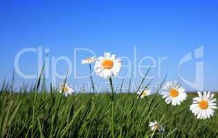 Ox-eye Daisy Flowers