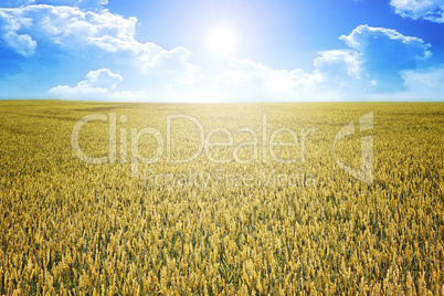 wheat summer sun