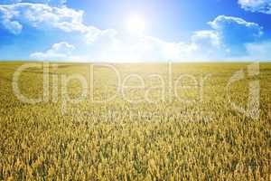 wheat summer sun