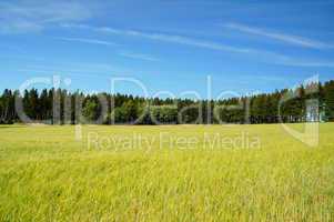 Wald und Kornfeld