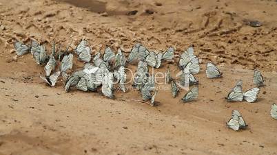 large group of  butterflies