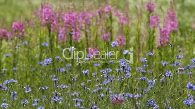 cornflowers and lupines in the meadow