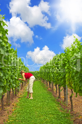 Frau im Weinberg