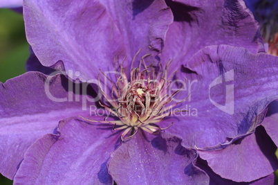 Clematis