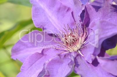 Clematis