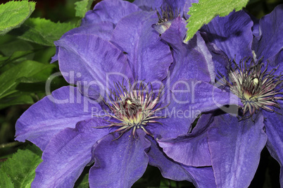 Clematis