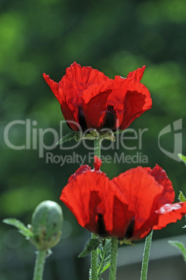 Ziermohn