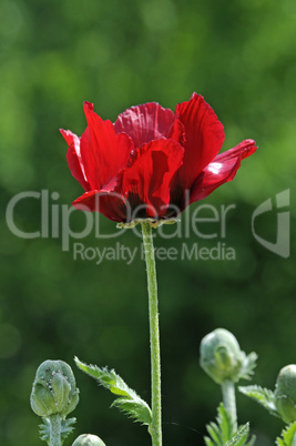 Ziermohn