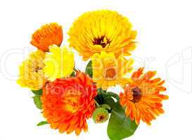 Ringelblume, Calendula