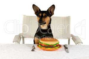 Jack Russel Terrier am Tisch