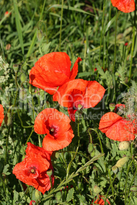 Klatschmohn  (Papaver rhoeas) / Corn rose (Papaver rhoeas)