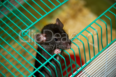 home rat looking out of the cage