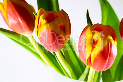 Red tulip isolated on white