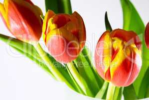 Red tulip isolated on white