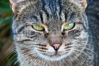 portrait of a beautiful cat in the nature