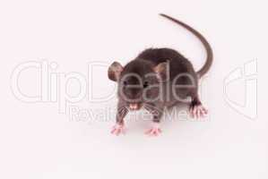 domestic rat isolated on white