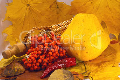 Autumn still-life of scallops and rowan