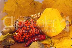 Autumn still-life of scallops and rowan