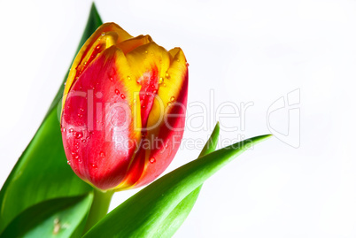 Red tulip isolated on white