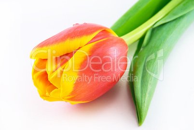 Red tulip isolated on white