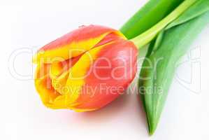 Red tulip isolated on white