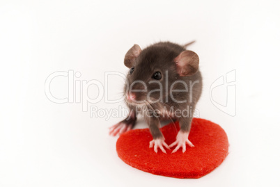 domestic rat and red heart isolated on white