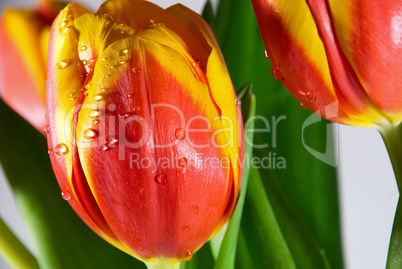 Red tulip isolated on white