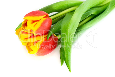 red tulips isolated on white