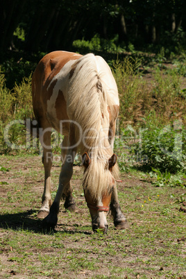 Pferd / Horse