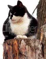 cat in a tree