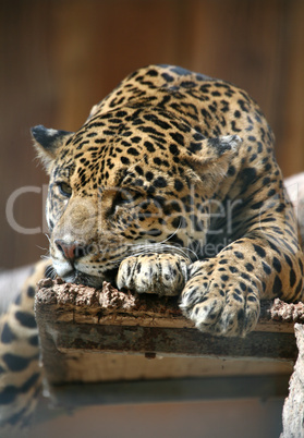 Jaguar