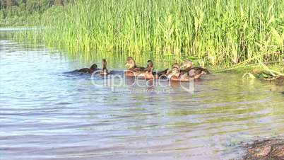 Feeding of duck family