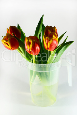 tulips in a jar