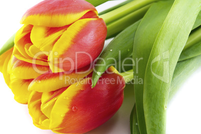 tulips isolated on white