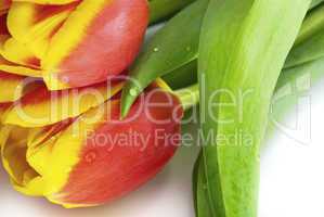 tulips isolated on white