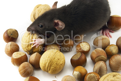 domestic rat and nuts isolated on white