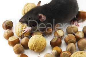 domestic rat and nuts isolated on white