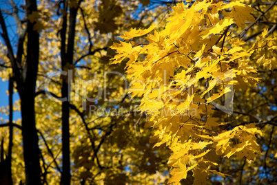 yellow leaves against the blue sky