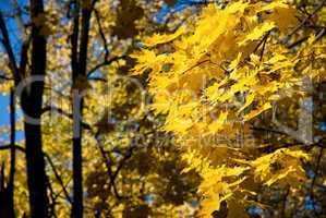 yellow leaves against the blue sky