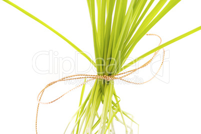 a tuft of grass isolated on white