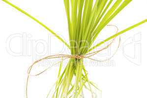 a tuft of grass isolated on white