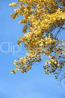 yellow leaves against the blue sky