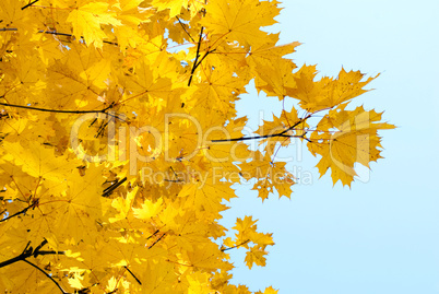 yellow leaves against the blue sky