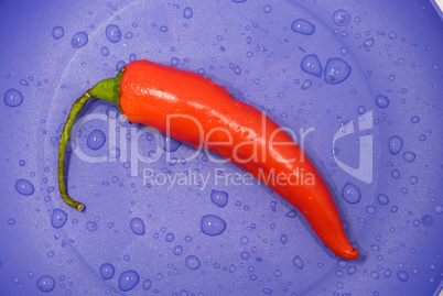 chili pepper on a plate
