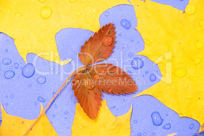 background from autumn leaves