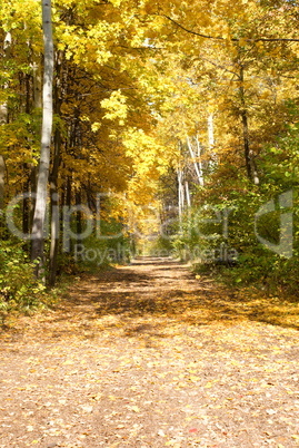 autumn forest autumn forest
