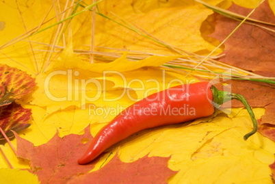 chili on autumn leaves