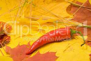 chili on autumn leaves