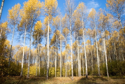 autumn forest